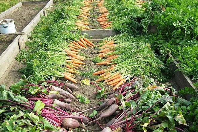 Секреты урожайных грядок Секреты урожайных грядок